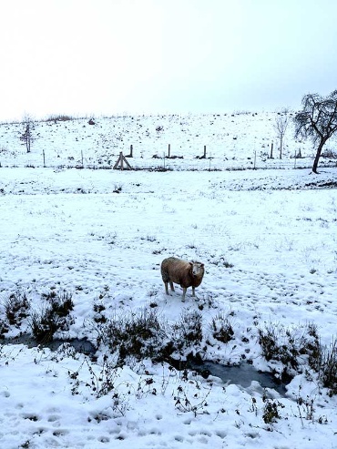 schneebedeckte Weide mit einem Schaf am Neumühler See
