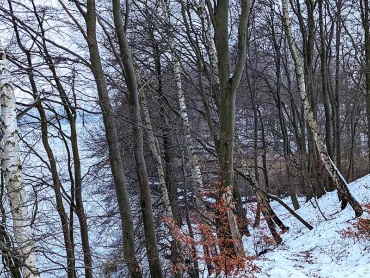 schneebeckter Waldabschnitt in der Uferzone des Neumühler Sees mit Wanderweg